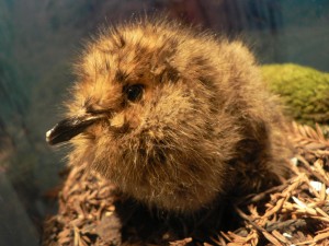 Marbled murrelet chick (photo by Peter Halasz).