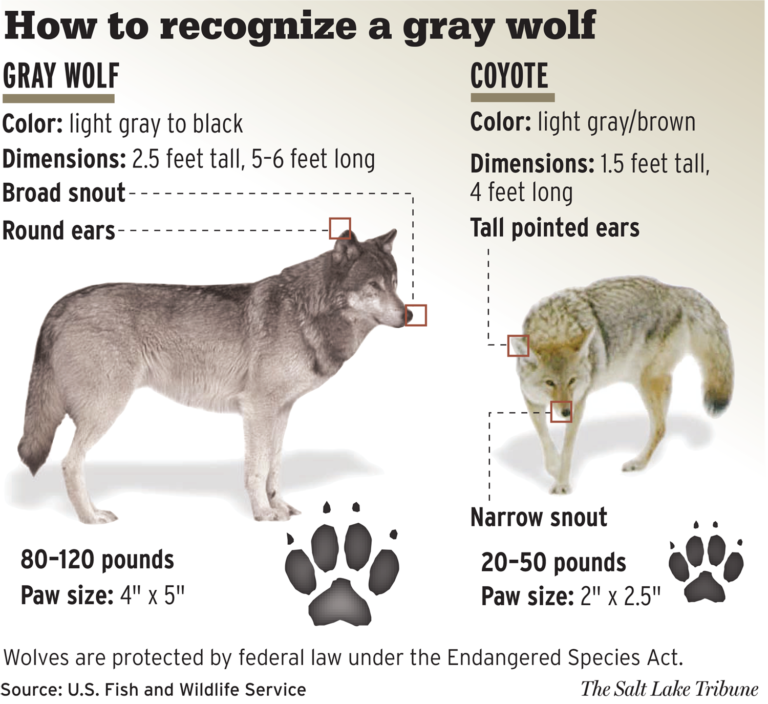 Gray Wolf Background and Resources | Cascadia Wildlands