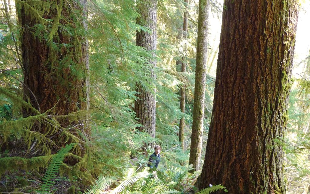 Battle for the Elliott State Forest Won! Land Board Votes to Keep Forest Public!