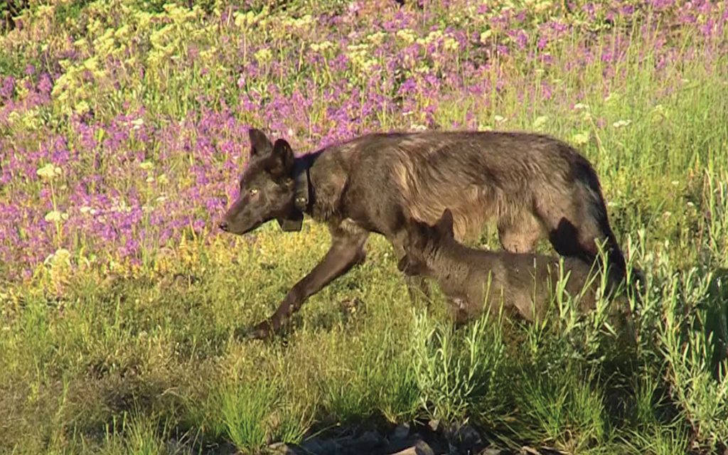 Western Wolf Coalition Challenges Nationwide Wolf Delisting