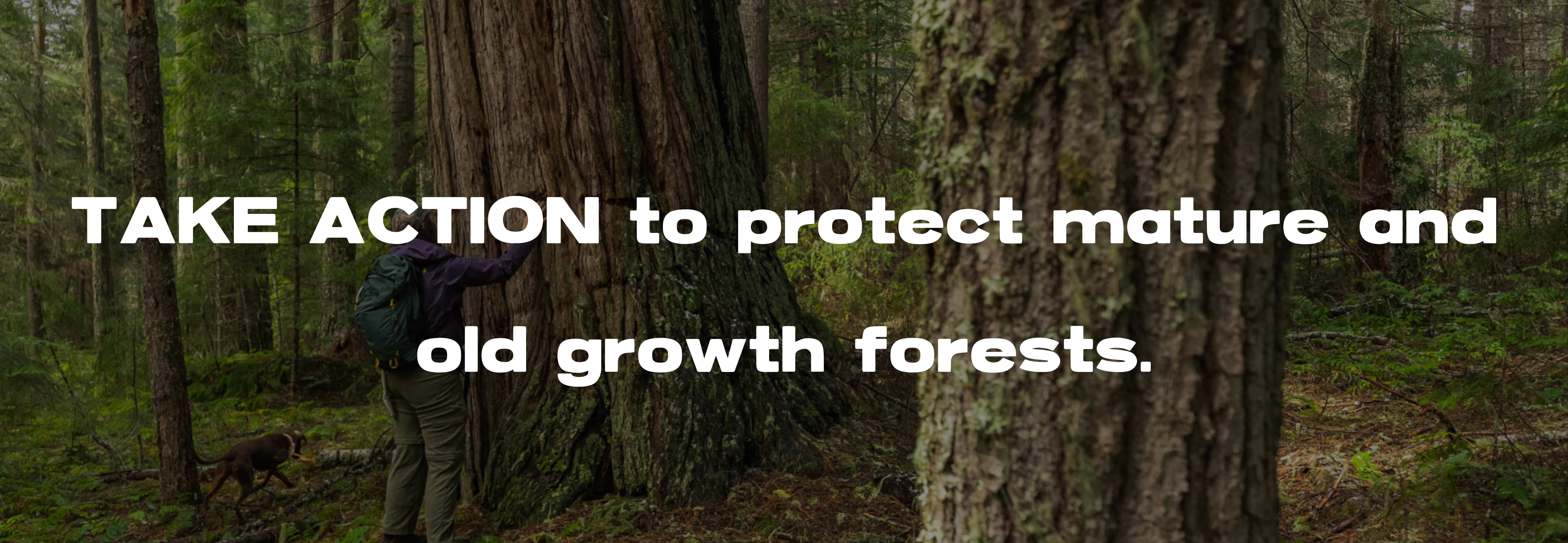Copy of Copy of Copy of Copy of Copy of SLIDER_TAKE ACTION Future of PNW Forests (2600 x 900 px) (1)