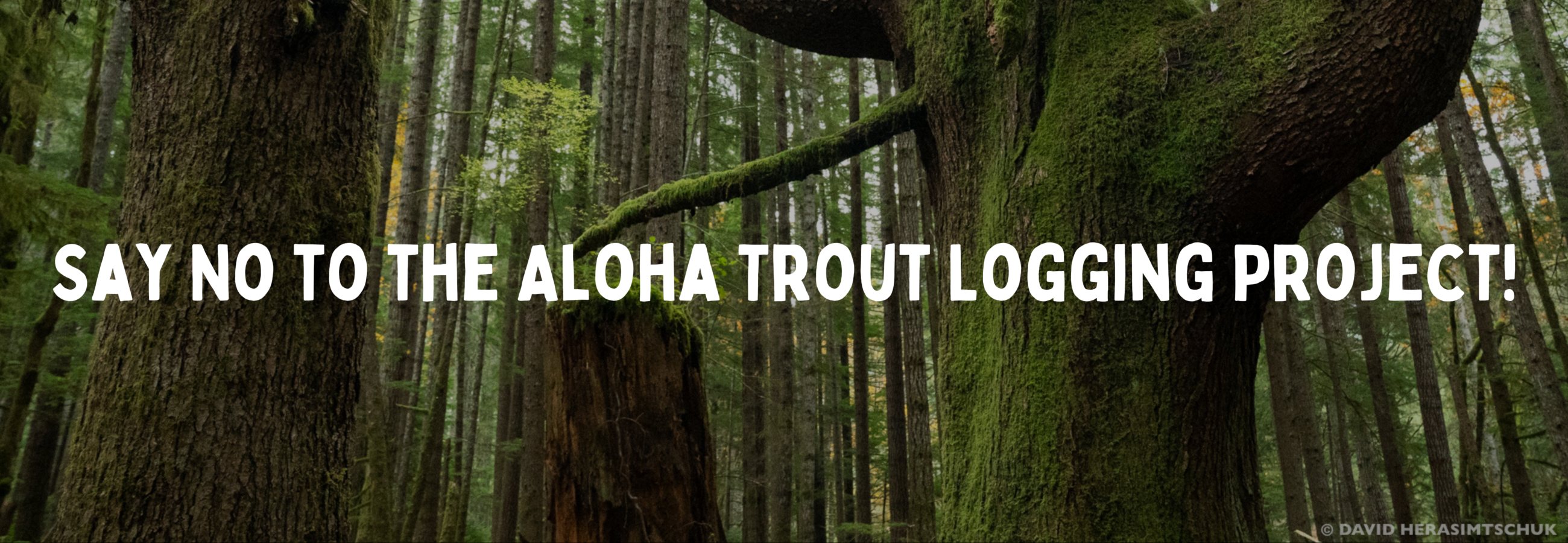 Say No to the Aloha Trout Logging Project! Text over a photo of a mossy forest.