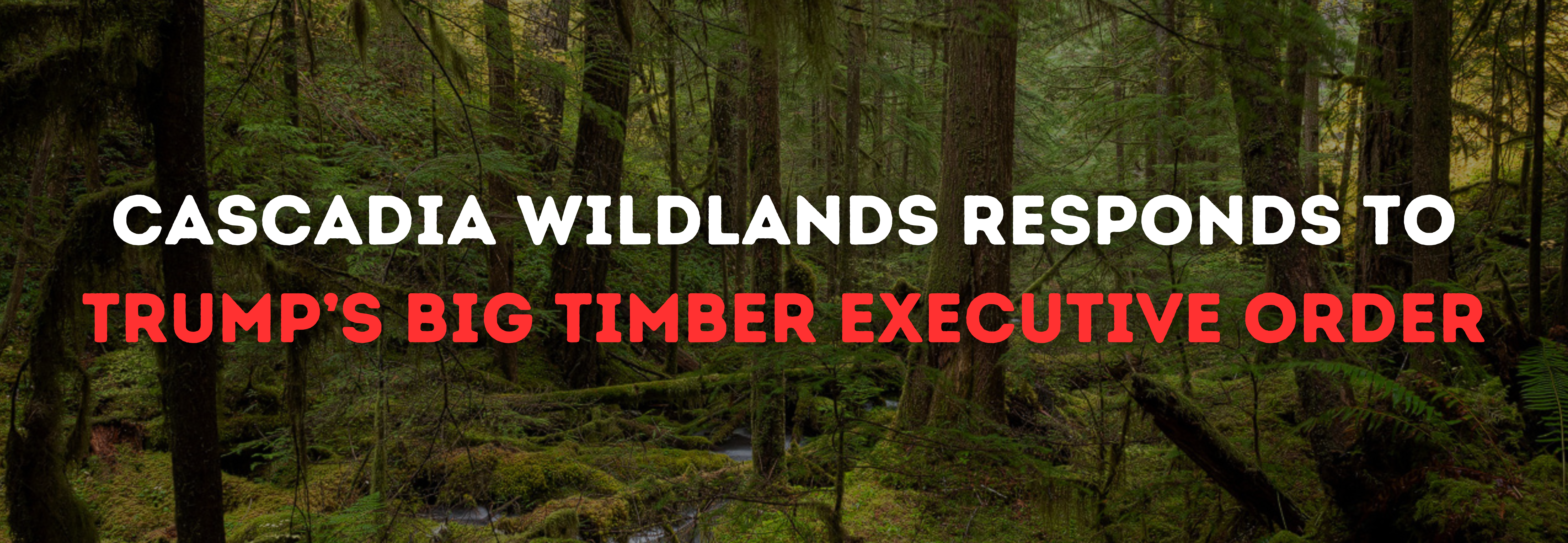 This slide shows a lush and green forest in the Pacific Northwest with text overtop that reads: Cascadia Wildlands Responds to Trump's Big Timber Executive Order