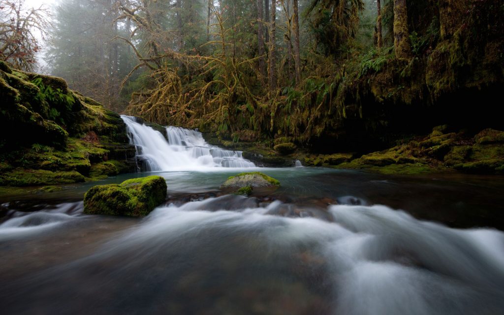 Press Release: Oregon Supreme Court Affirms Sale of Elliott State Forest Tract Is Illegal