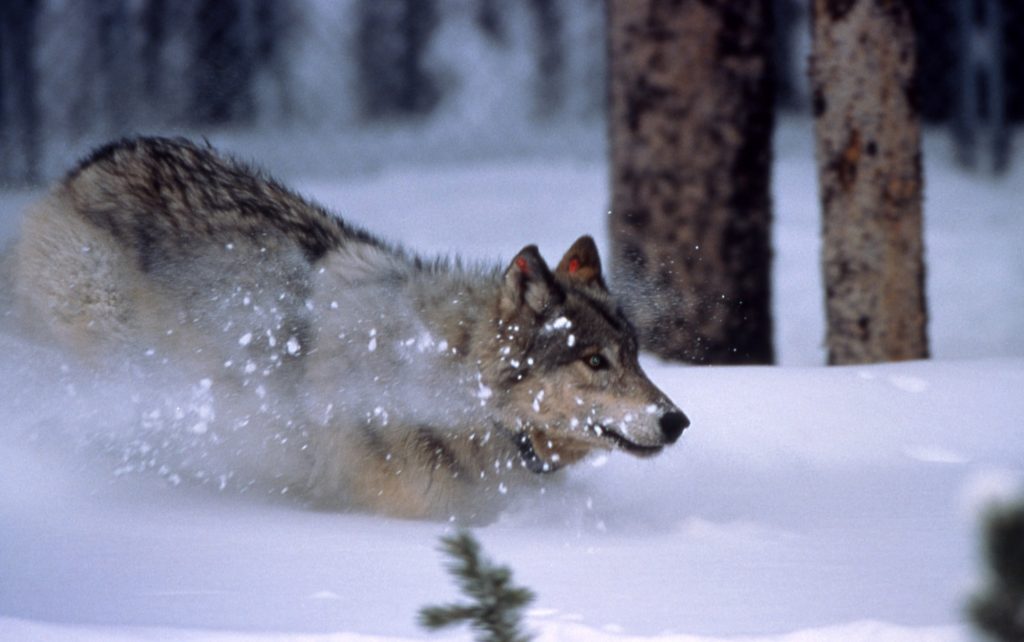 Court Agreement: Washington Will Give Public Notice Before Killing Wolves