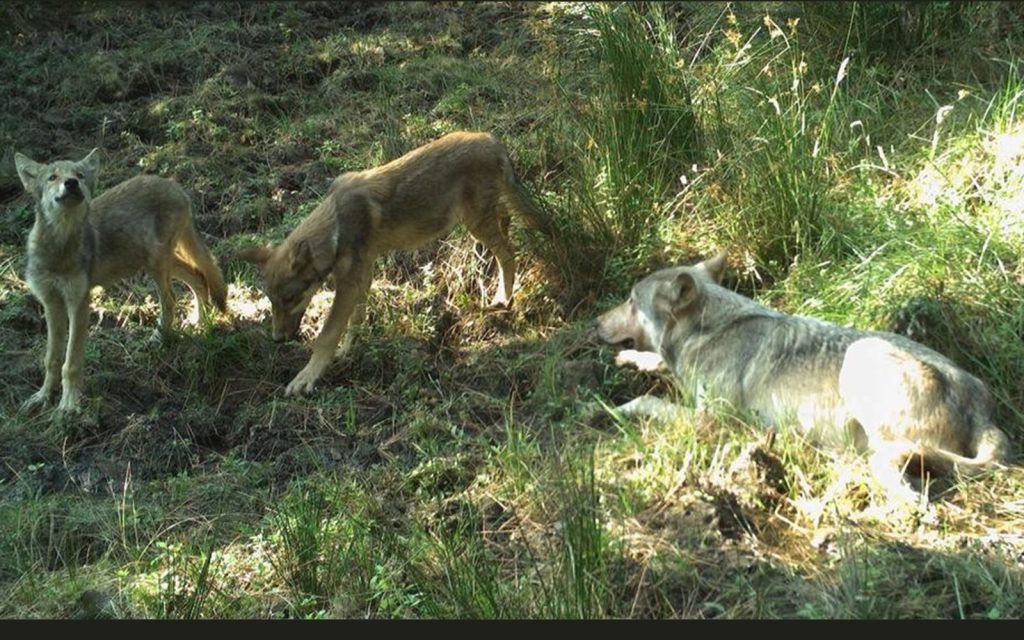 Press Release: Wolves Return to Lane and Douglas Counties!
