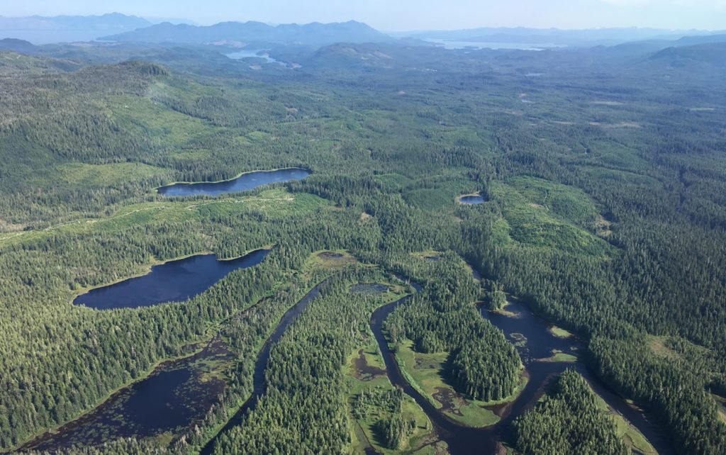 Press Release: 9th Circuit Voids Old-Growth Timber Sales on the Tongass