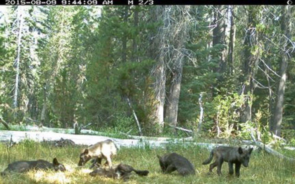 Legal Victory for California’s Wolves!