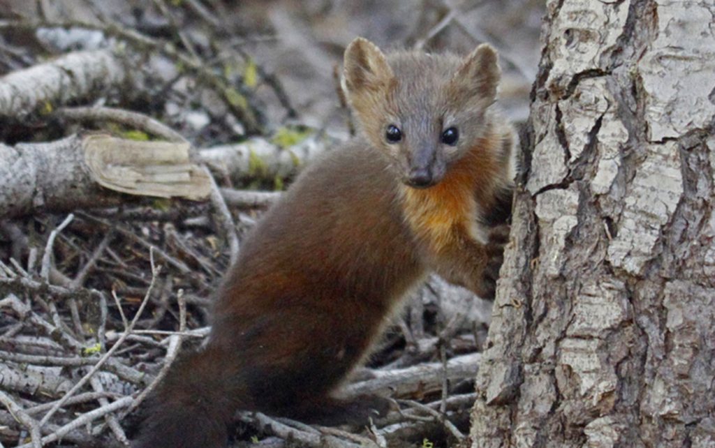 Oregon Adopts Petition; Bans Trapping of Humboldt Martens!