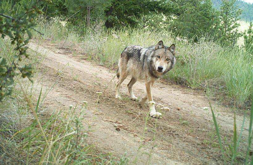 WDFW Responds To Inslee's Kettle Range Wolf Management Request 