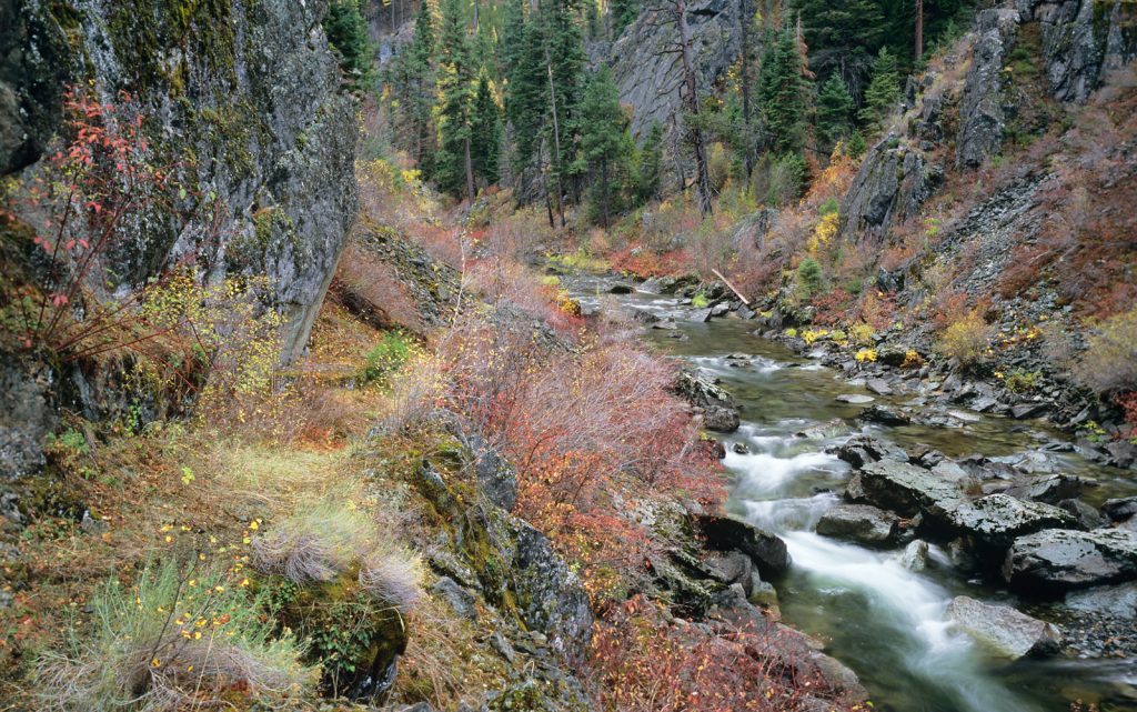 Blog: Old Growth Timber Grab on the North Umpqua