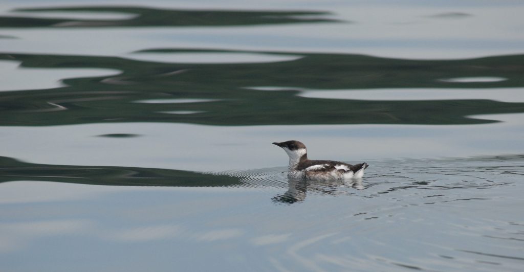 Murrelet Get Their Days in Court–Words From the Courtroom Part 1