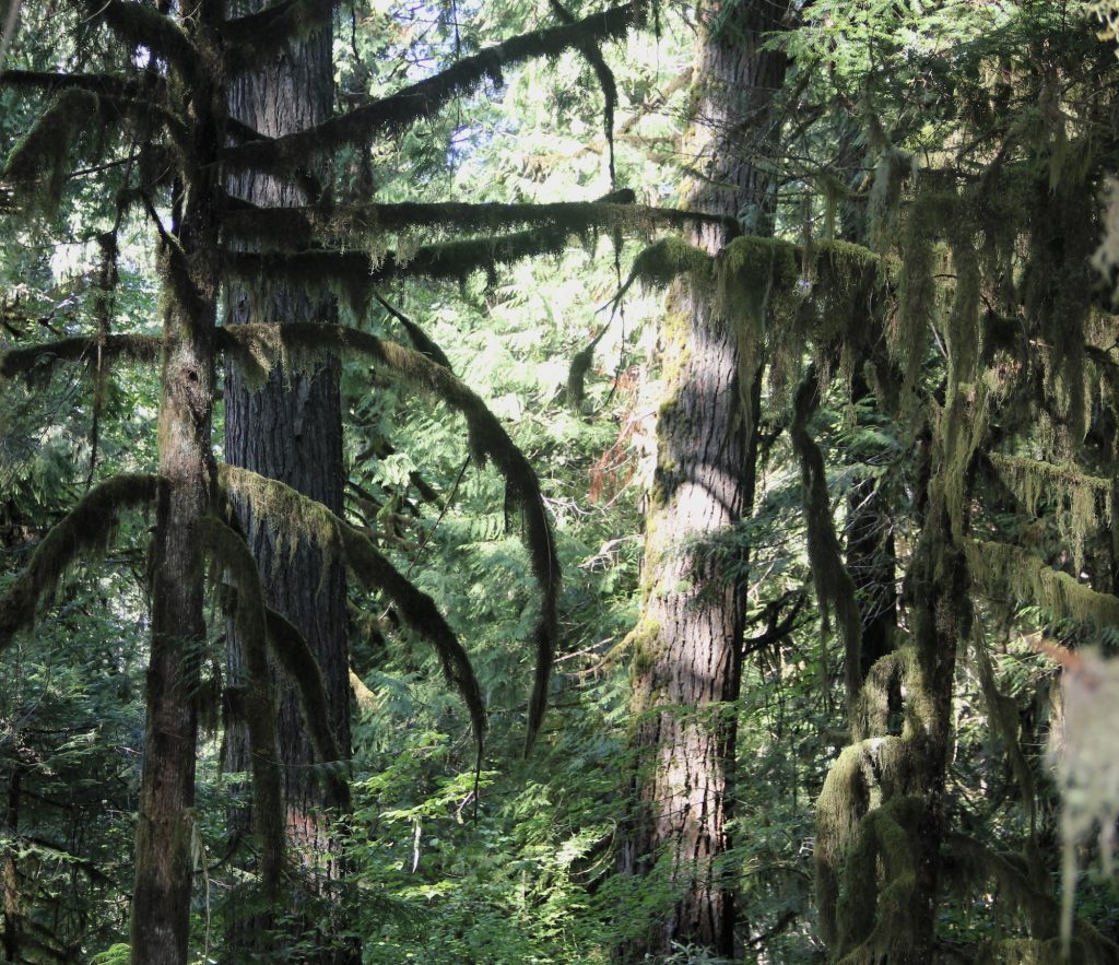 Umpqua Chronicles Vol.2 – Into the woods