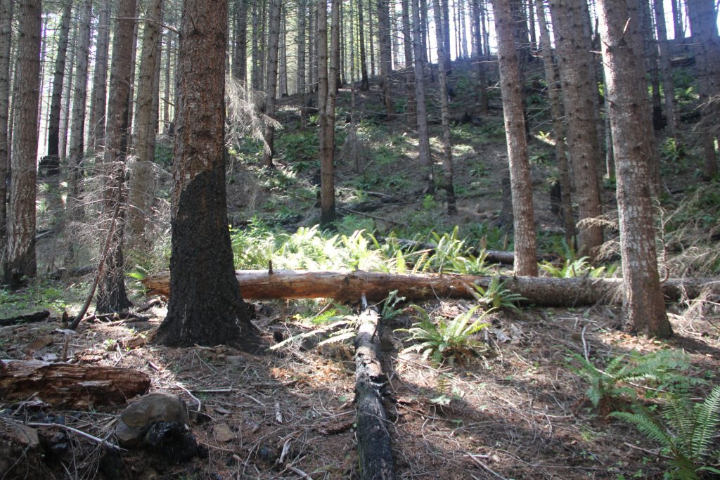 Umpqua Sweets Chronicles Vol 4 – Community