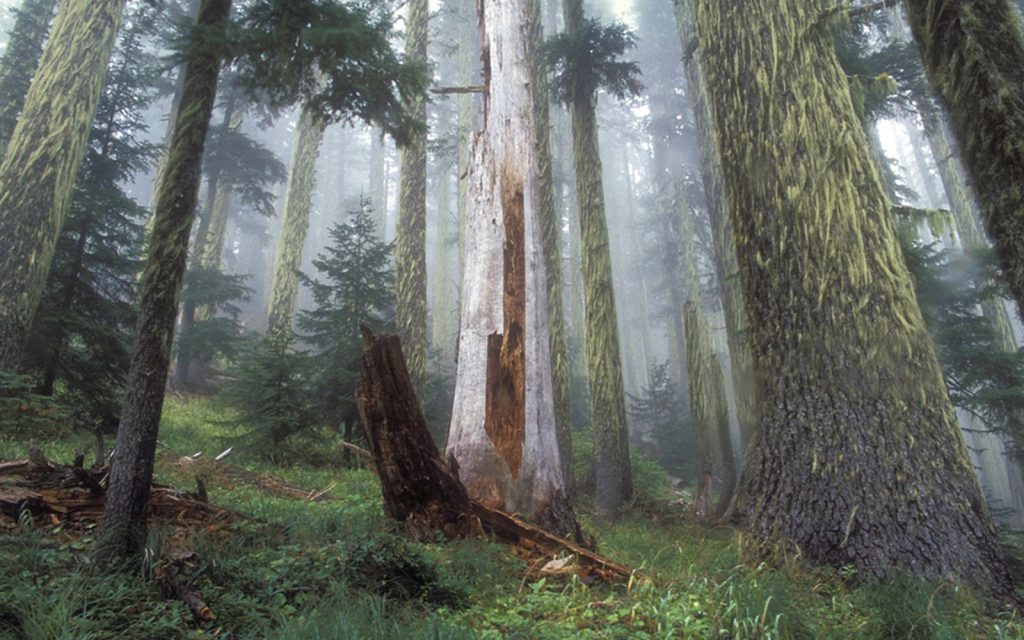 Action Needed: Trump Attacks Bedrock Environmental Law