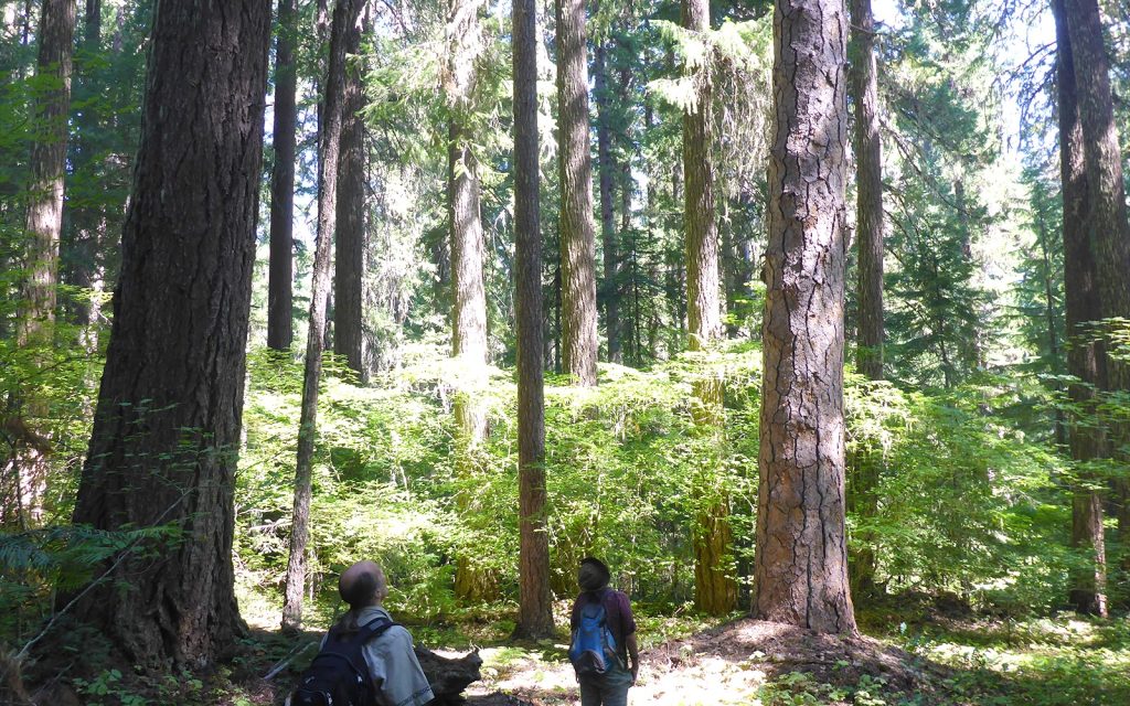 Federal Appeals Court Blocks Mt. Hood Logging
