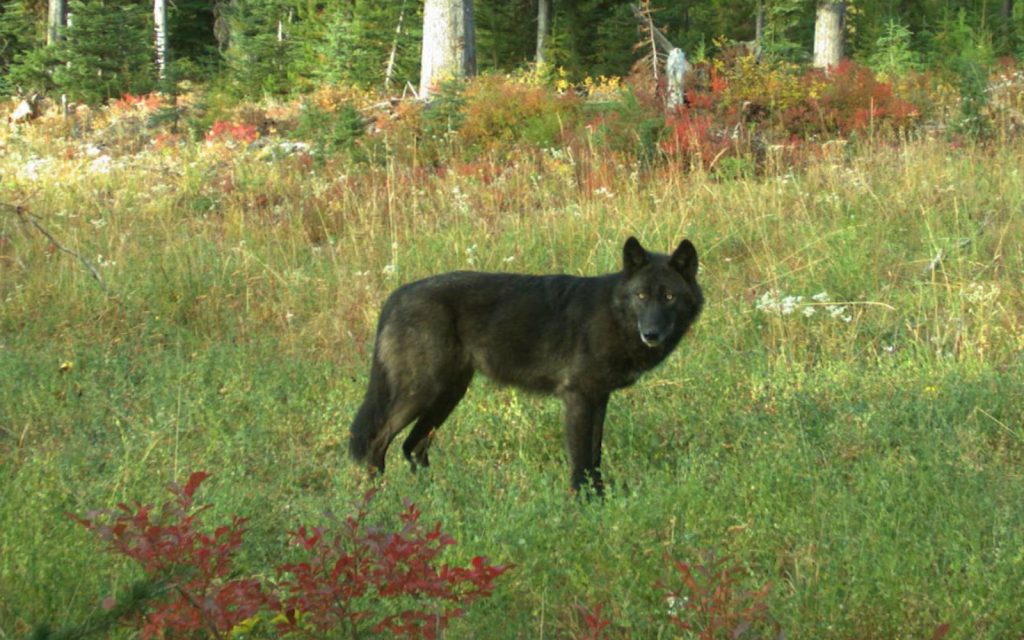 Wolves Under Assault on Multiple Fronts, Your Help Needed!