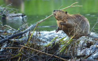 A North American beaver (Castor canadensis) builds a dam (photo by Chase Dekker).