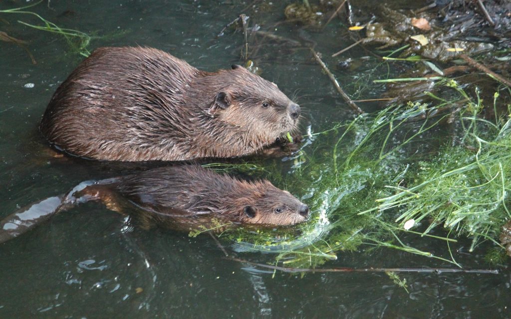 INTERN-al VIEW: No Longer the “Beaver State”- The Quest to Protect Oregon’s Beavers