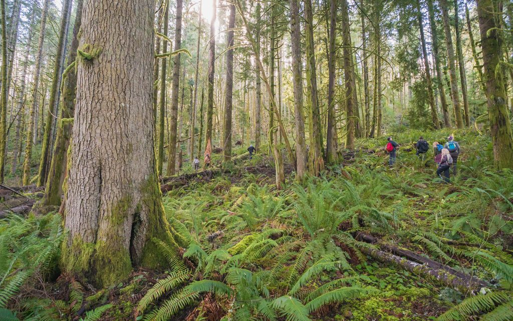 Recreation and Wildlands Enthusiasts Celebrate as Local Clearcut Proposal Defeated in Court for a Second Time