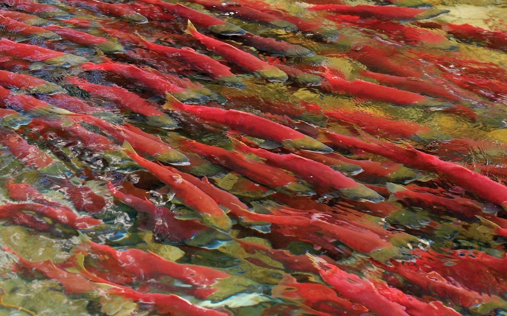 Victory! Court rules GE Salmon Approval Unlawful!