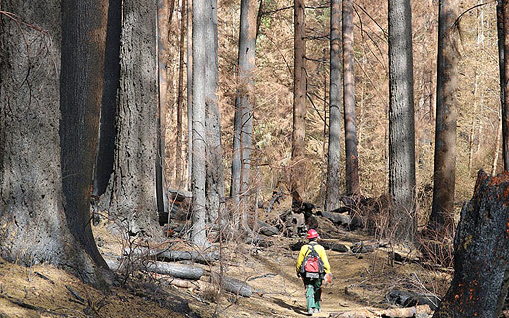 Lawsuit Filed Challenging Ongoing Post-Fire Clearcutting in Santiam State Forest East of Salem