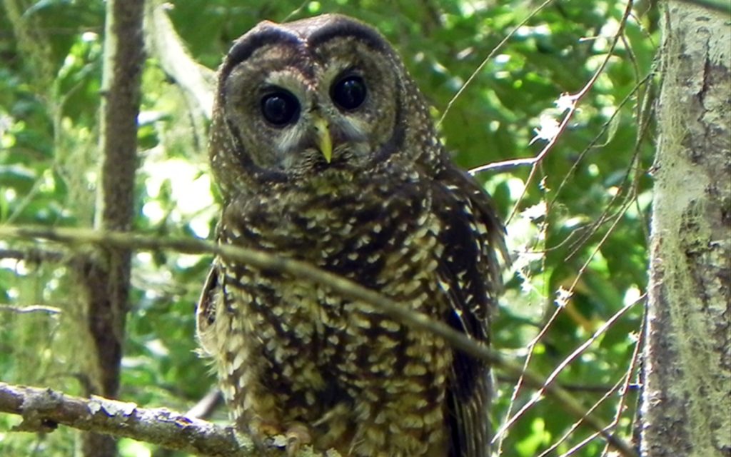 Time’s up: Feds missed deadlines for years, harming imperiled northern spotted owls