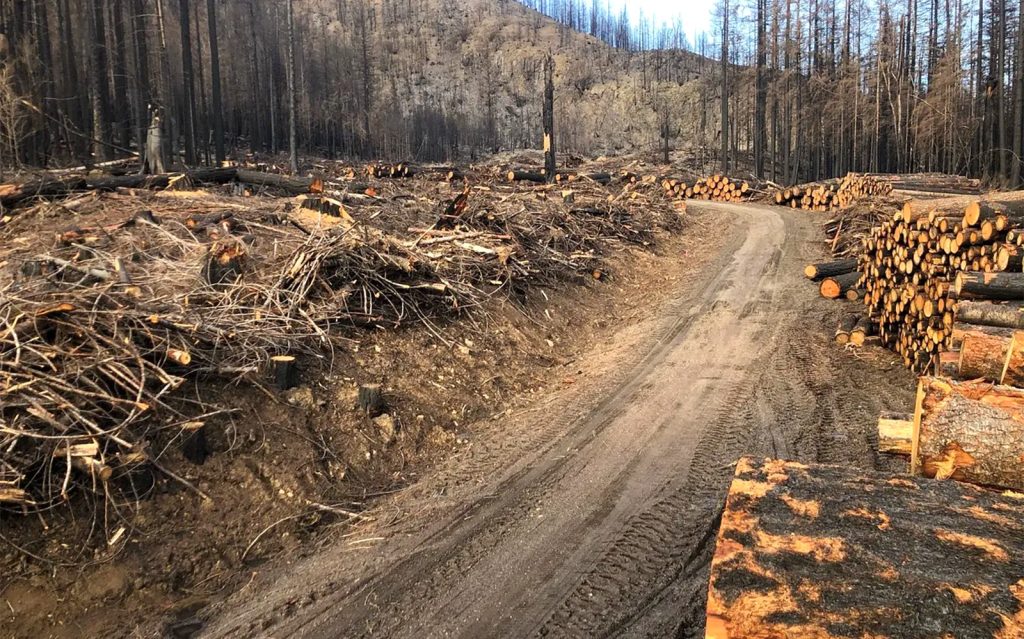 A Call on Secretaries Haaland and Vilsack to Rein in Reckless Post-Fire Roadside Logging in Oregon