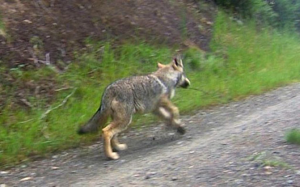 Press Release: WA Wolf Poaching, Reward for Information