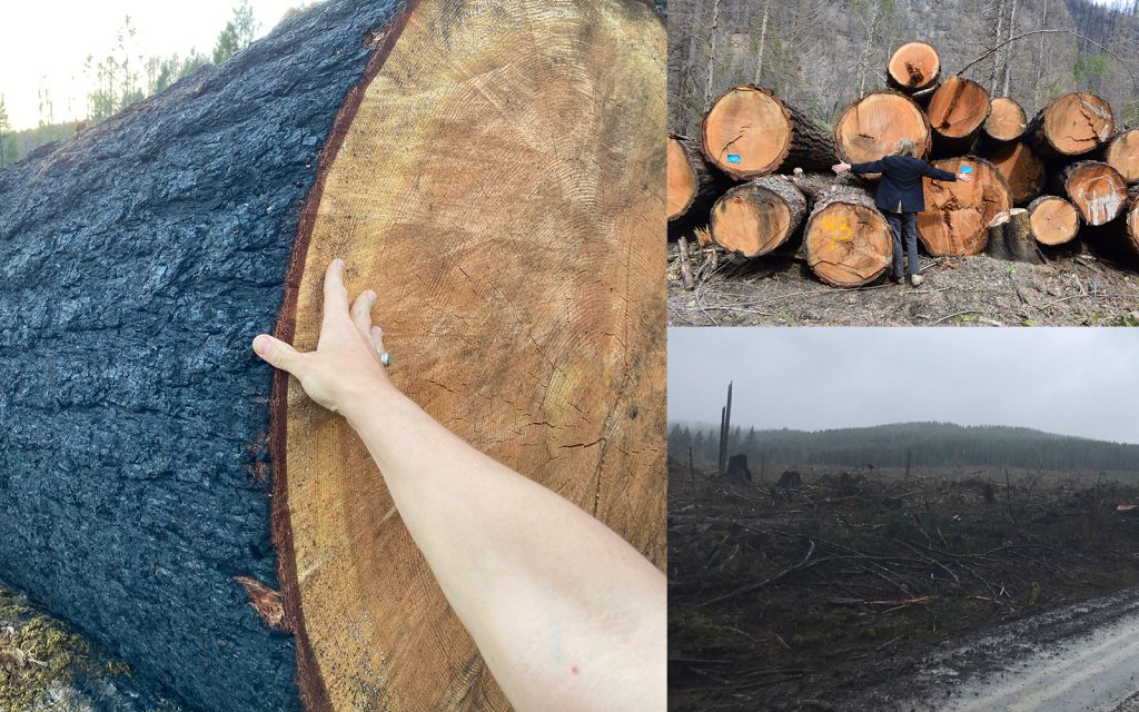 Press Release: CW Appeals ODOT’s $87,000 Bill for Post-Fire Hazard Tree Removal Public Records Request 