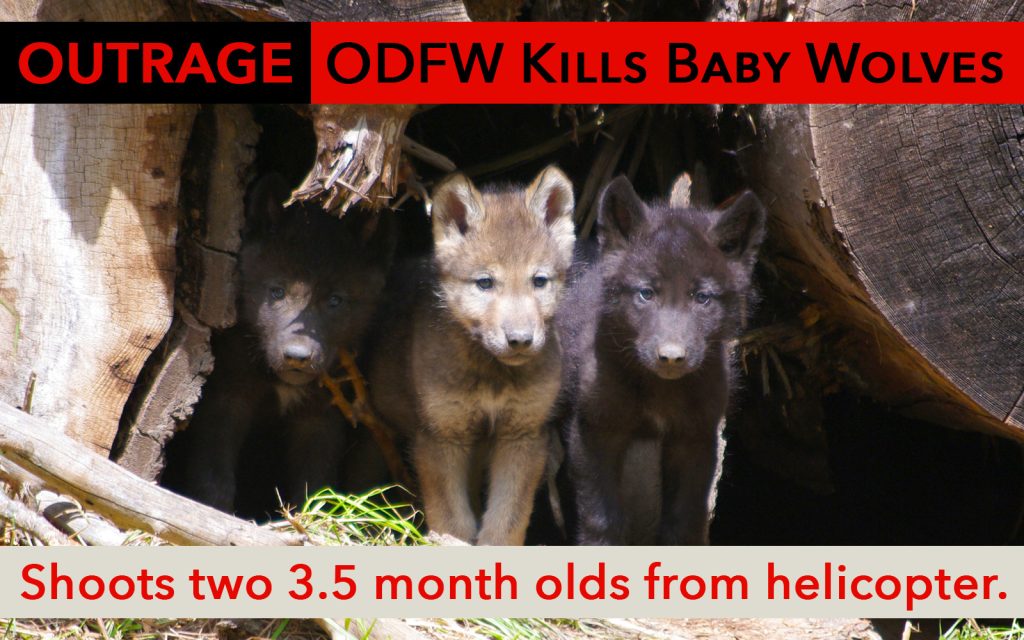 Press Release: ODFW Uses Tax Dollars to Kill 3.5 Month Old Wolf Pups