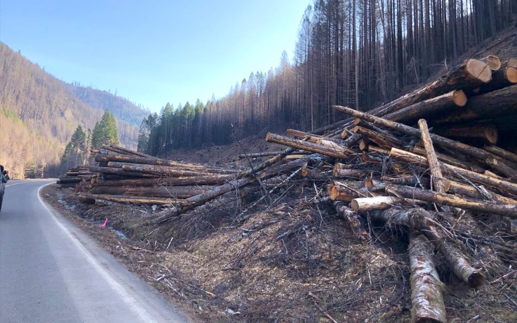VICTORY! Court Halts Roadside Post-fire Logging Project