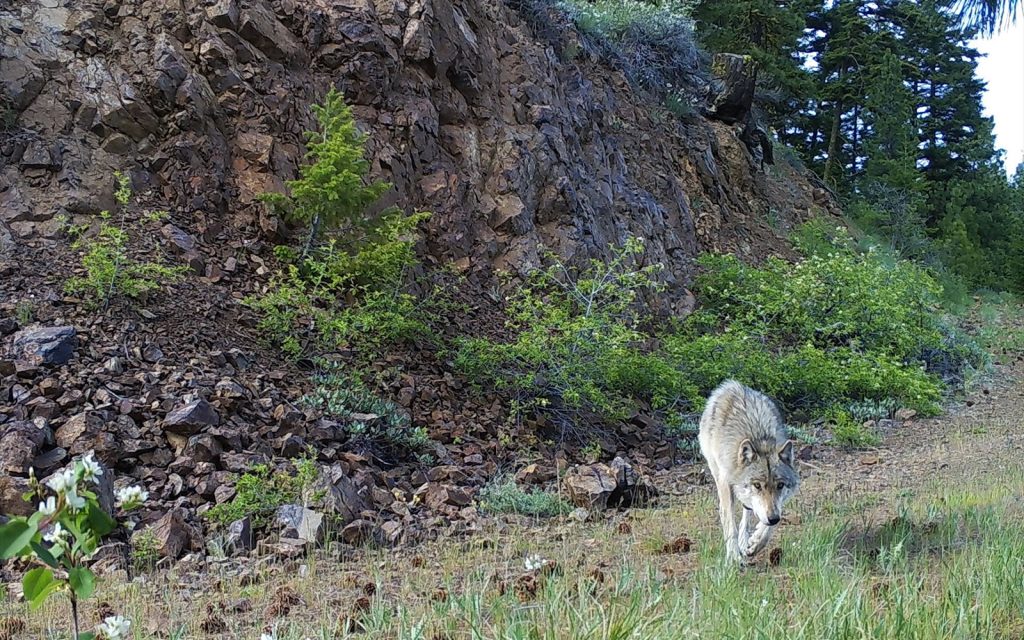 Press Release: VICTORY! Wolves’ Endangered Species Status Restored