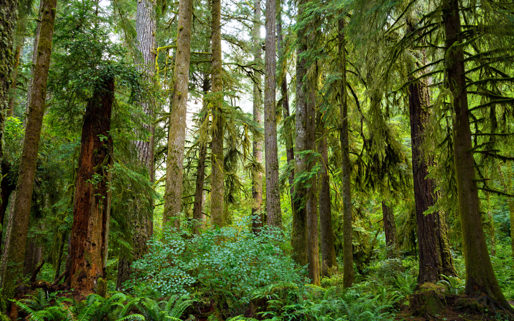 Press Release: Ninth Circuit Upholds Conservationists’ Efforts to Stop Coastal Old-Growth Logging
