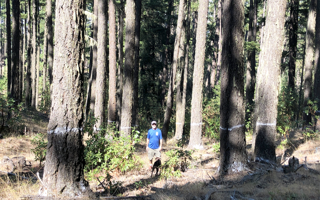 Press Release: Legal Victory Saves Threatened Old-growth Forest in Southern Oregon