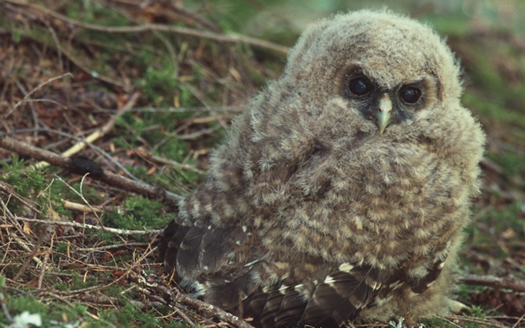 Press Release: Oregon Department of Forestry Moves Flawed Endangered Species Plan Forward