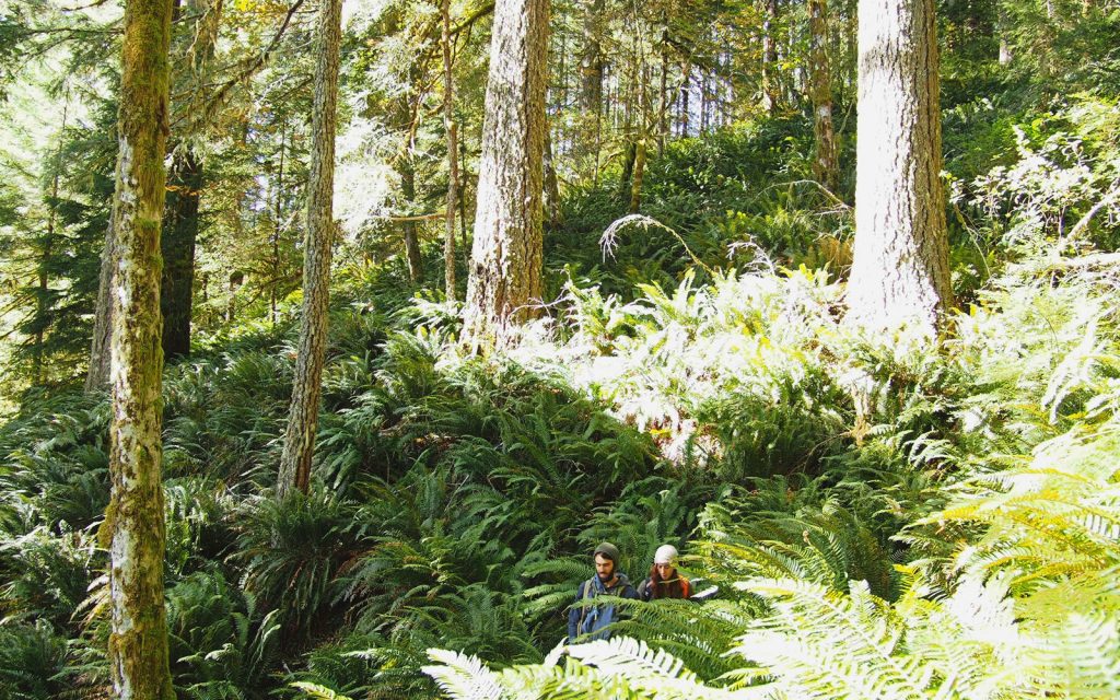 Press Release: Conservationists Challenge Logging Plan