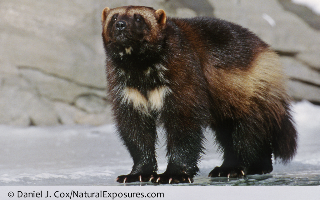 Press Release: Court again forces feds to reconsider wolverine protections, this time using science