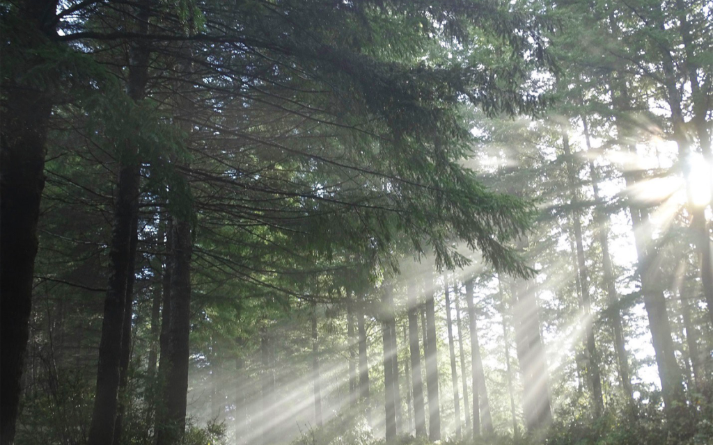 Press Release: Court Halts Logging of Elliott State Forest Tract Sold to Private Timber Company