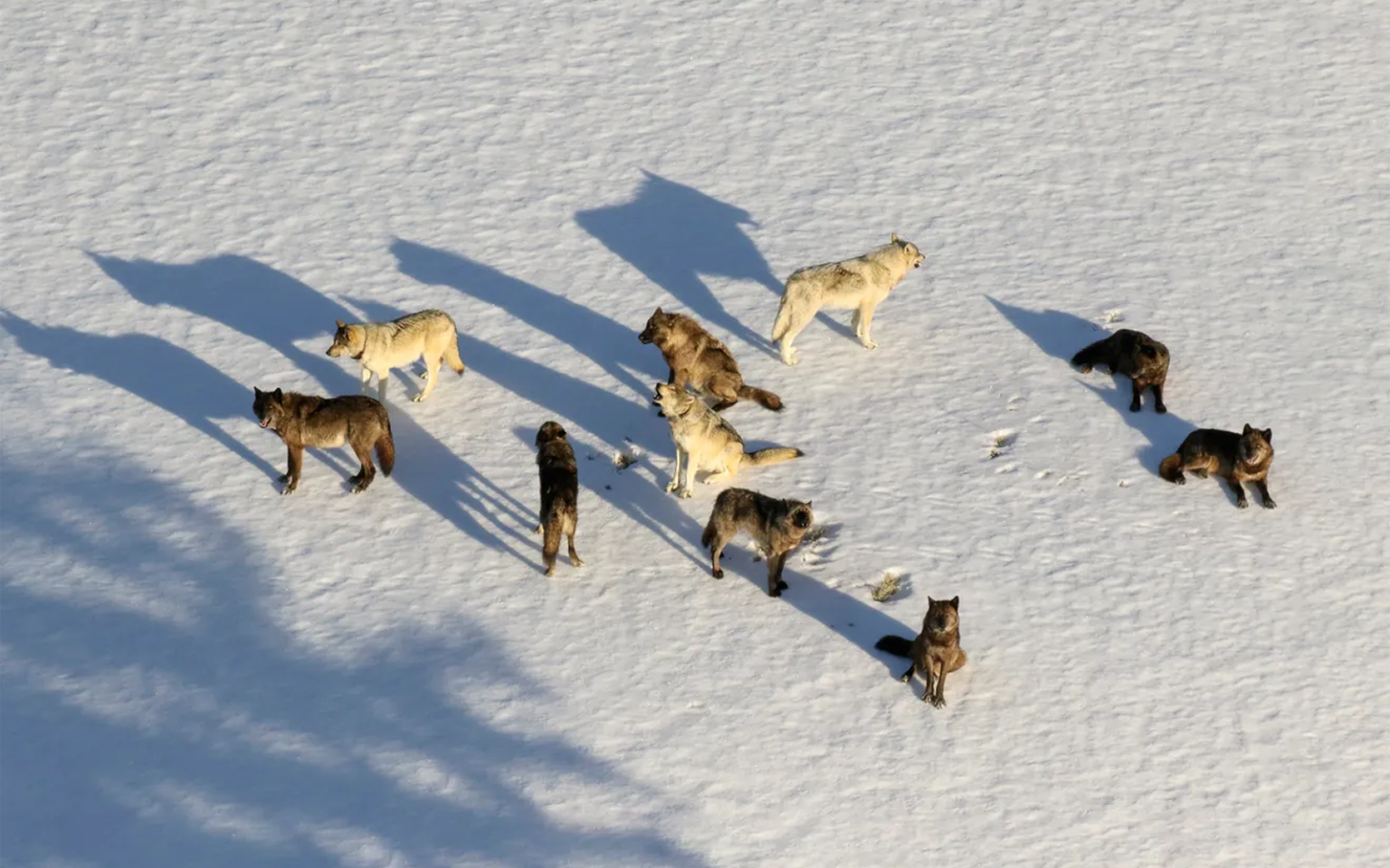 hottopic_Junction Butte wolf pack in Yellowstone photo by National