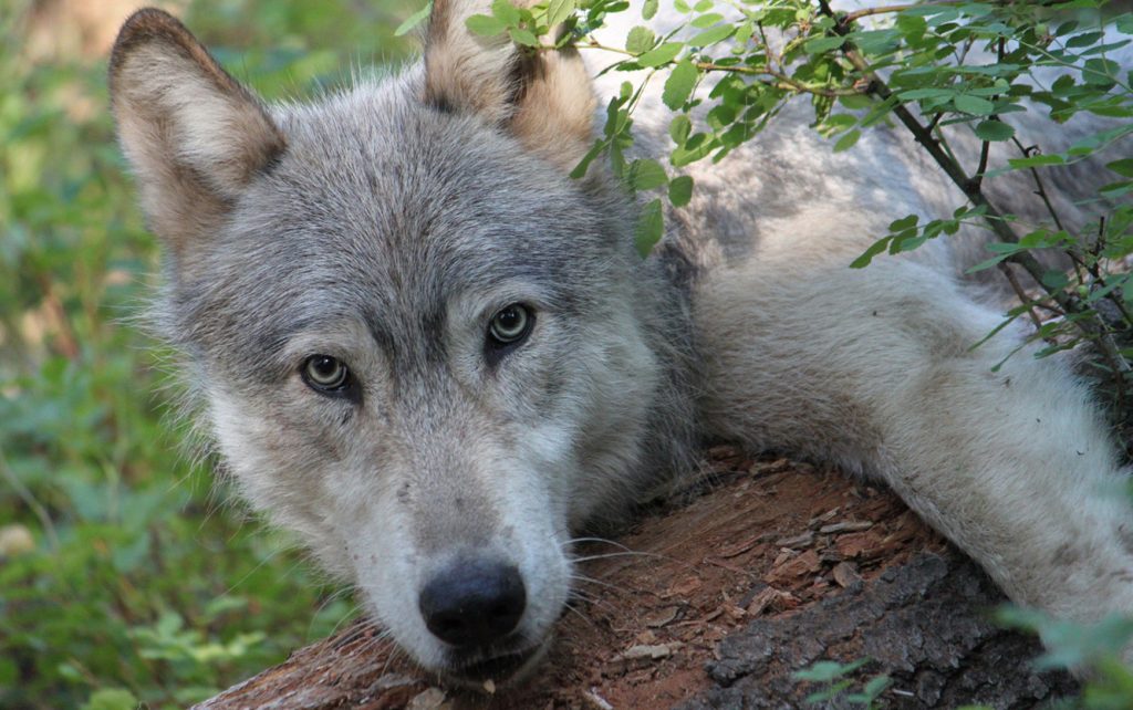 Press Release: Cascadia Wildlands Statement on Oregon’s 2022 Minimum Gray Wolf Population Count