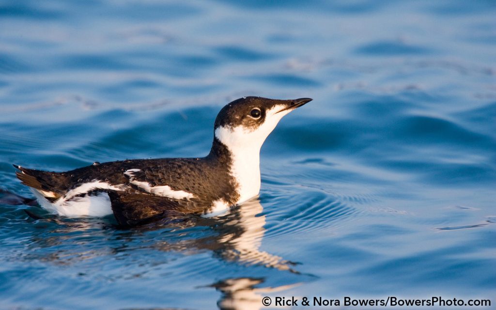 BLOG: Legal Interns Set Sights on the Murrelet