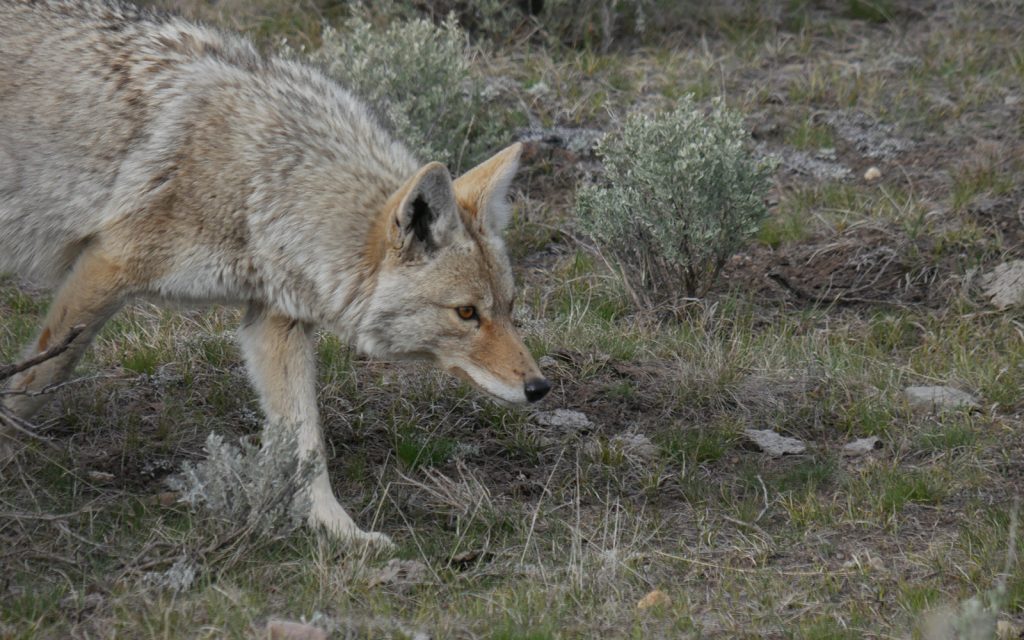Breaking: Oregon Fish and Wildlife Commission ends wildlife killing contests on Oregon’s public lands