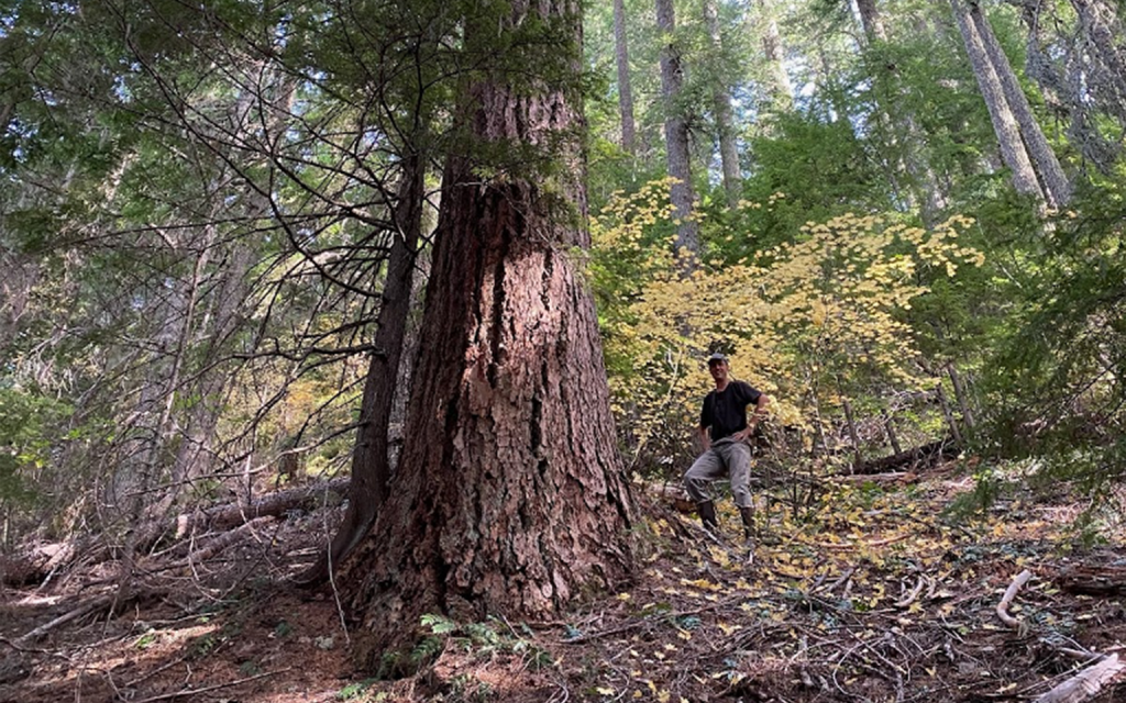 BLOG: Field Notes from the Calloway Timber Sale