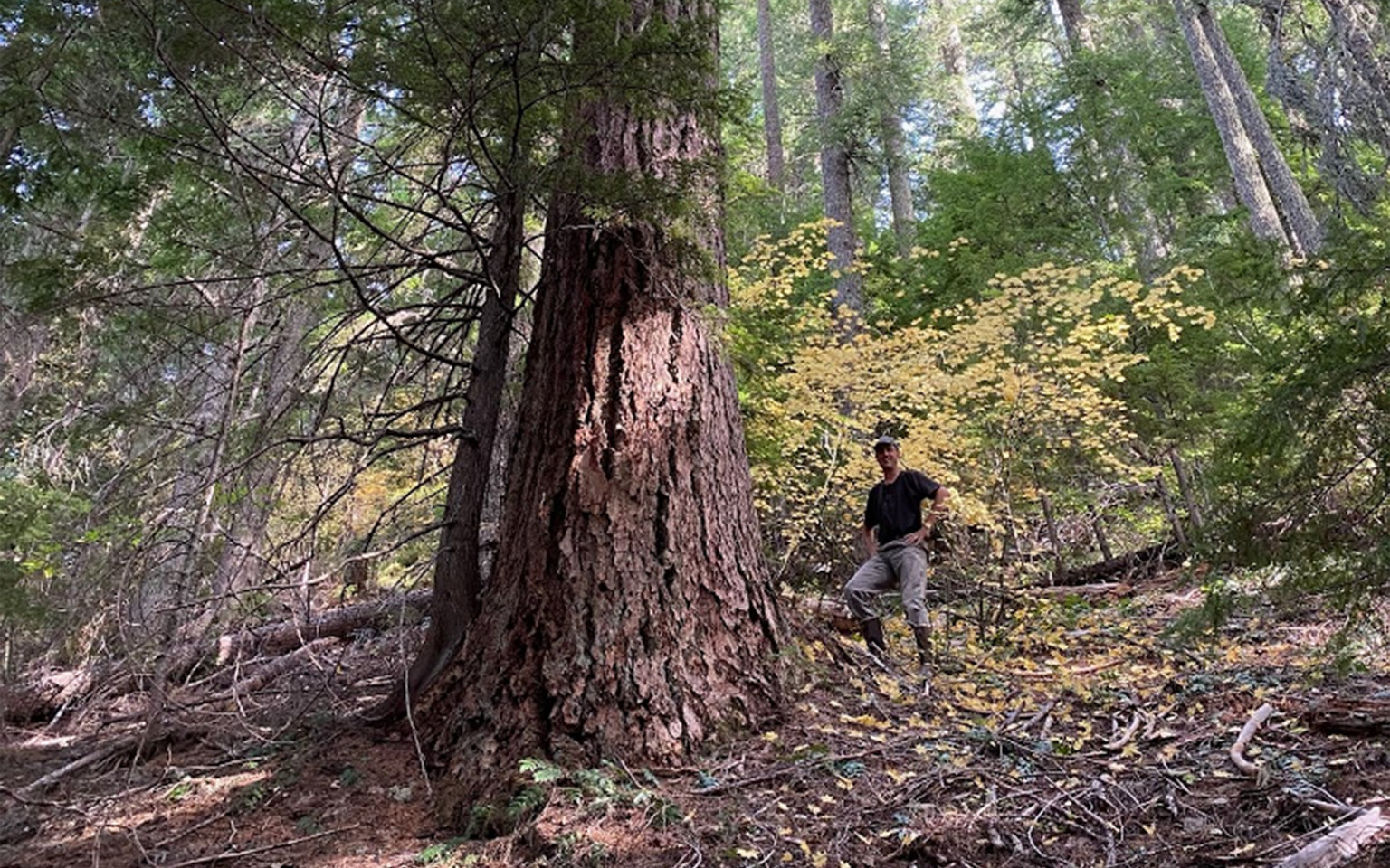 Abe within an old-growth stand adjacent to a Calloway unit (photo by Abe).