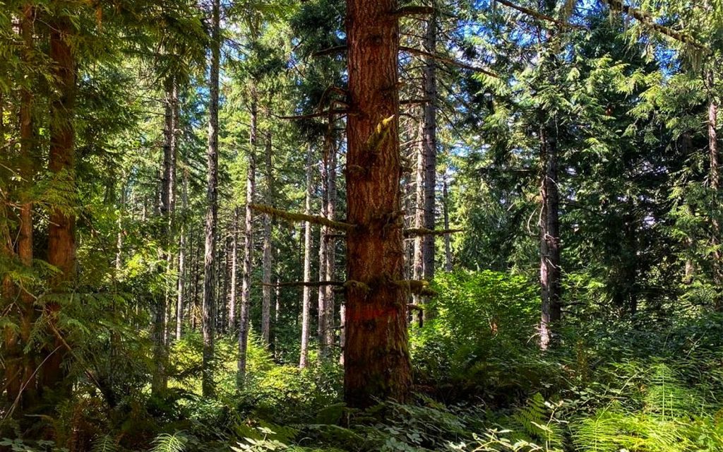 Press Release: Feds Withdraw Controversial Big League Logging Project Following Legal Challenge