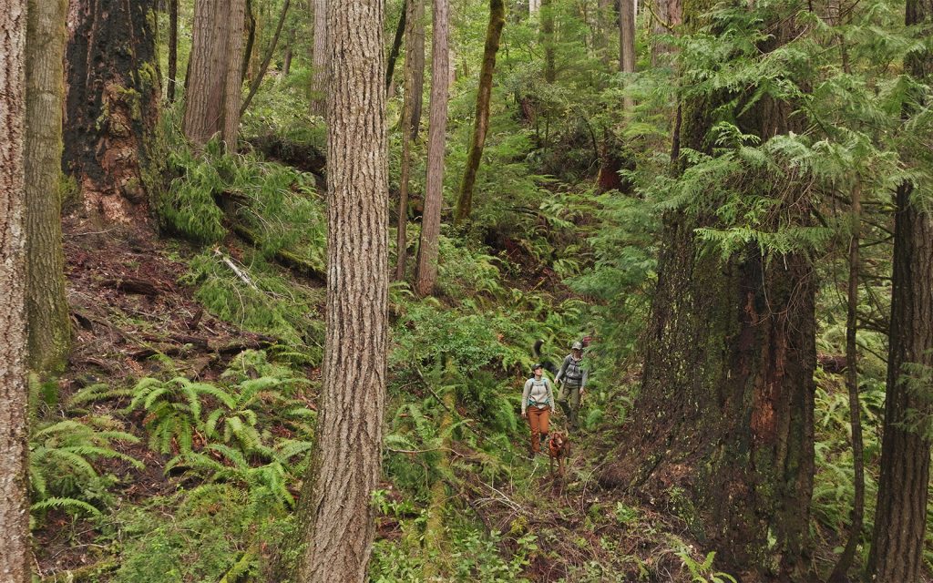 Press Release: Conservationists Challenge BLM Clearcut of Endangered Species Habitat