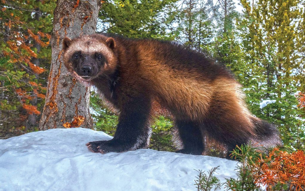 Press Release: Wolverines listed as “threatened” under Endangered Species Act after 20-year conservation effort