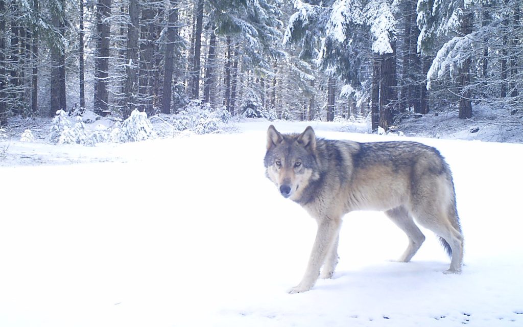 Press Release: $26,500 Offered for Information About Two Illegal Oregon Wolf Killings