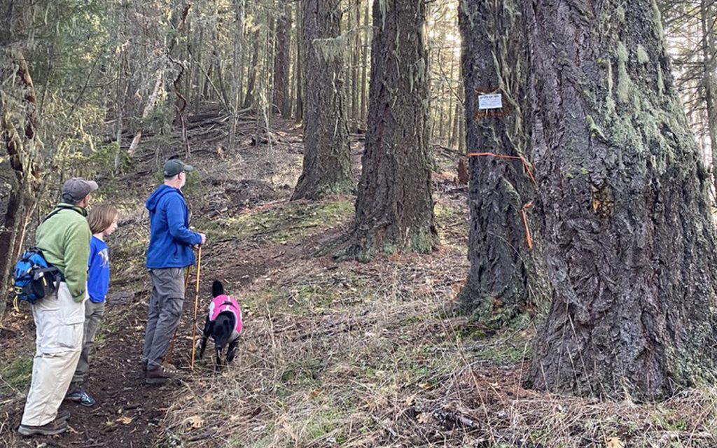 Press Release: Groups Challenge BLM Commercial Logging in Conservation Reserve
